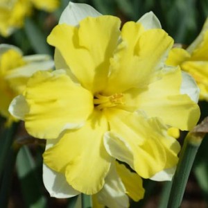 Šķeltziedu narcise "Cassata"